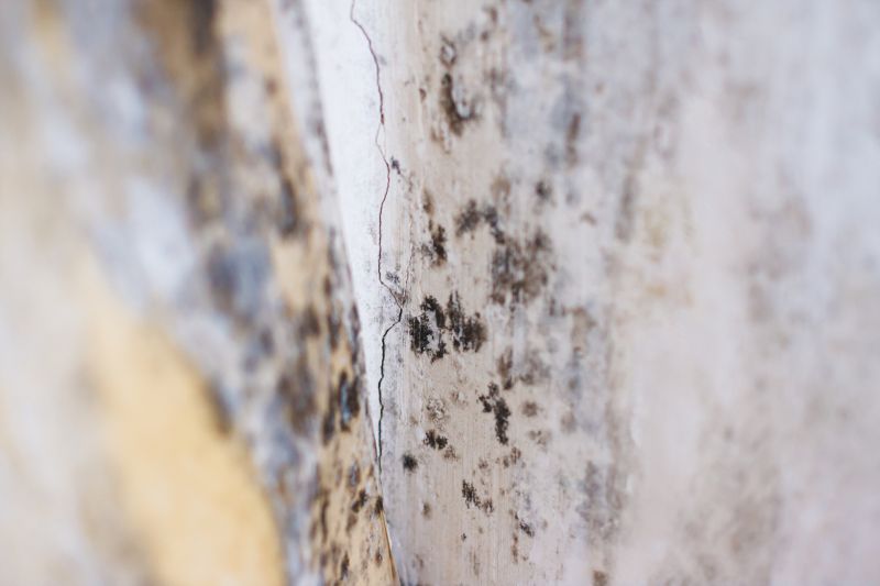 Black Mold Remediation in Essex County, NJ