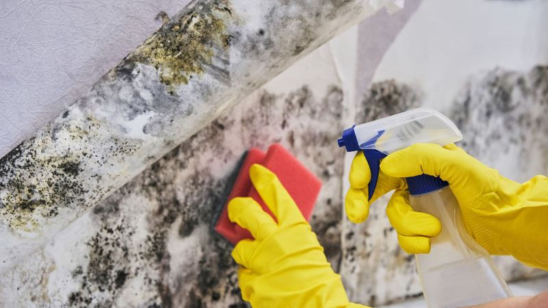 Black Mold Removal in Weatherford, TX