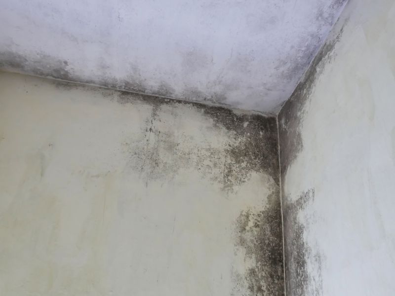 Garage Mold Remediation in Fort Worth, TX