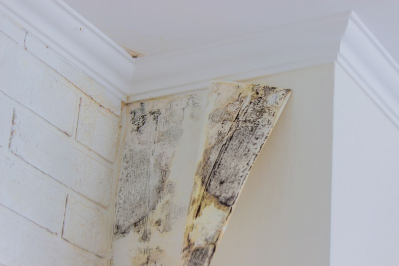 Mold Removal in Dallas, TX