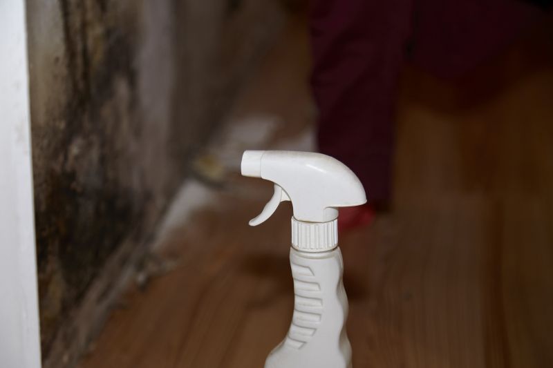 Mold Removal in Boca Raton, FL