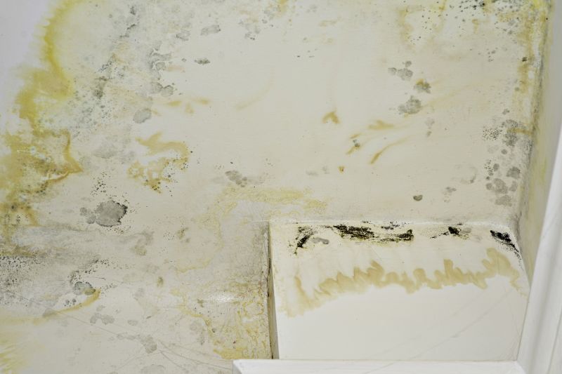 White Mold Mitigation in Fort Lauderdale, FL