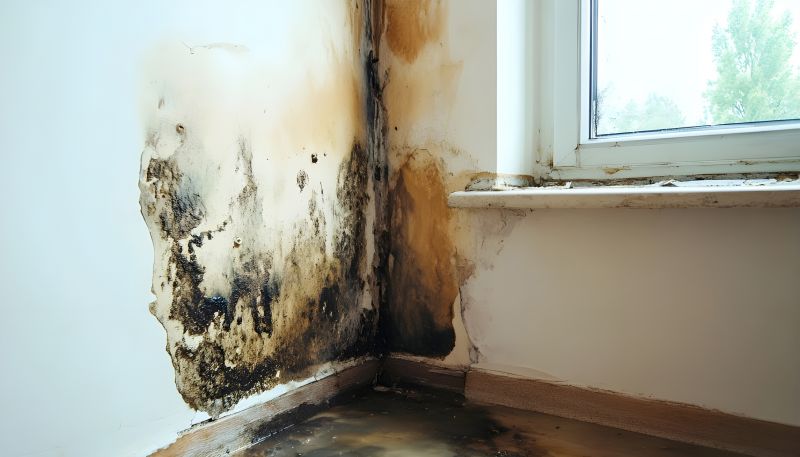 White Mold Mitigation in Fort Lauderdale, FL